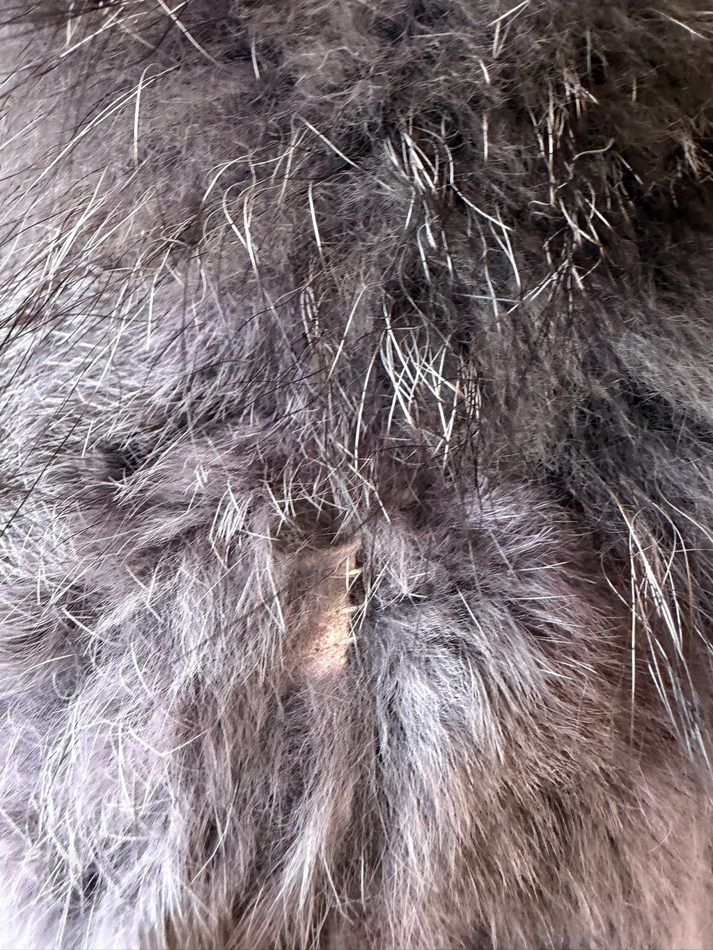 Grey-purple rabbit fur cropped jacket with oversized raccoon fur collar,