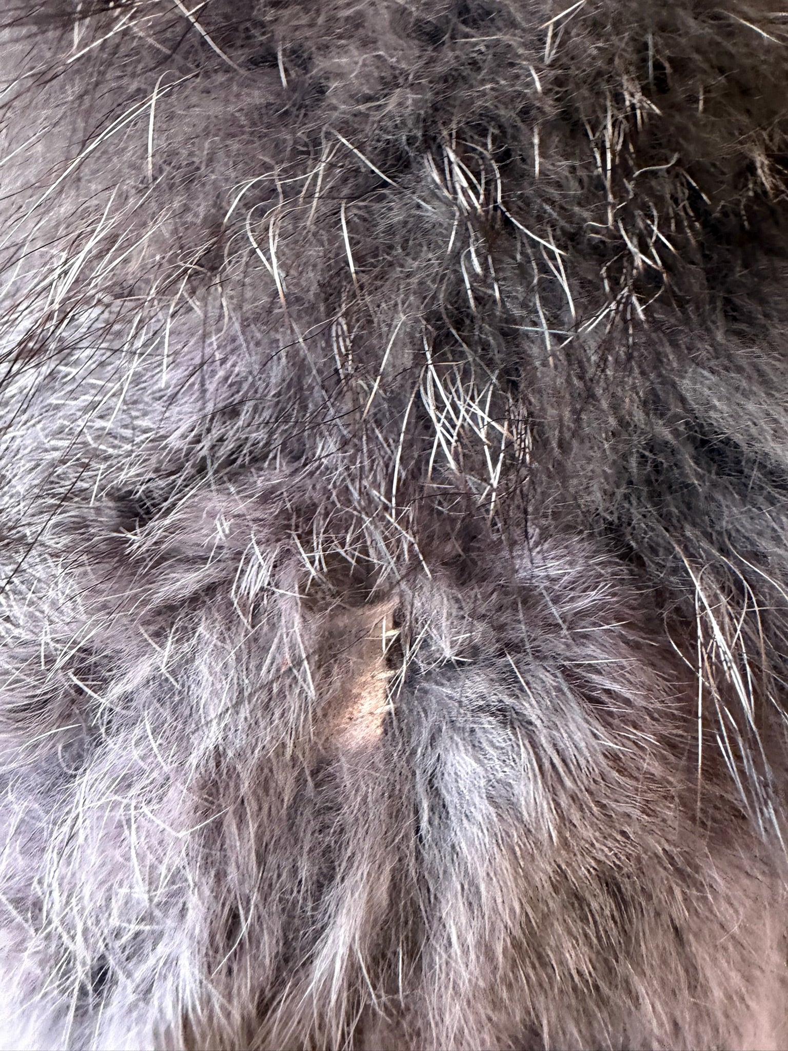 Grey-purple rabbit fur cropped jacket with oversized raccoon fur collar,