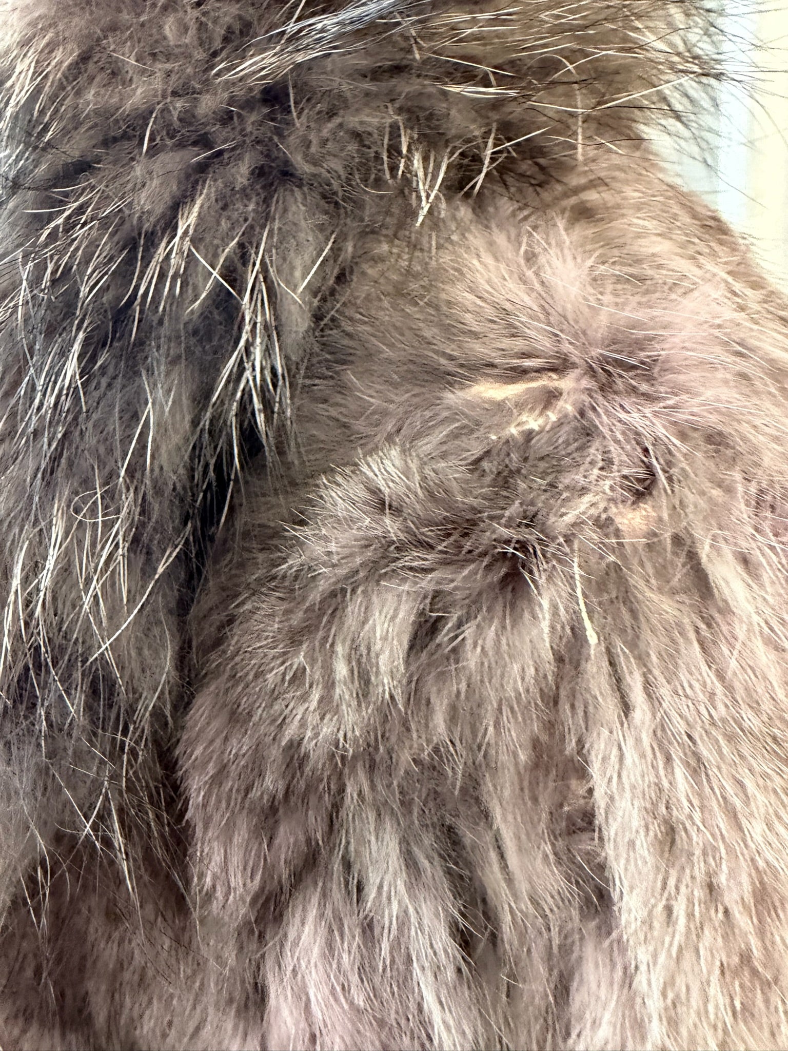 Grey-purple rabbit fur cropped jacket with oversized raccoon fur collar,