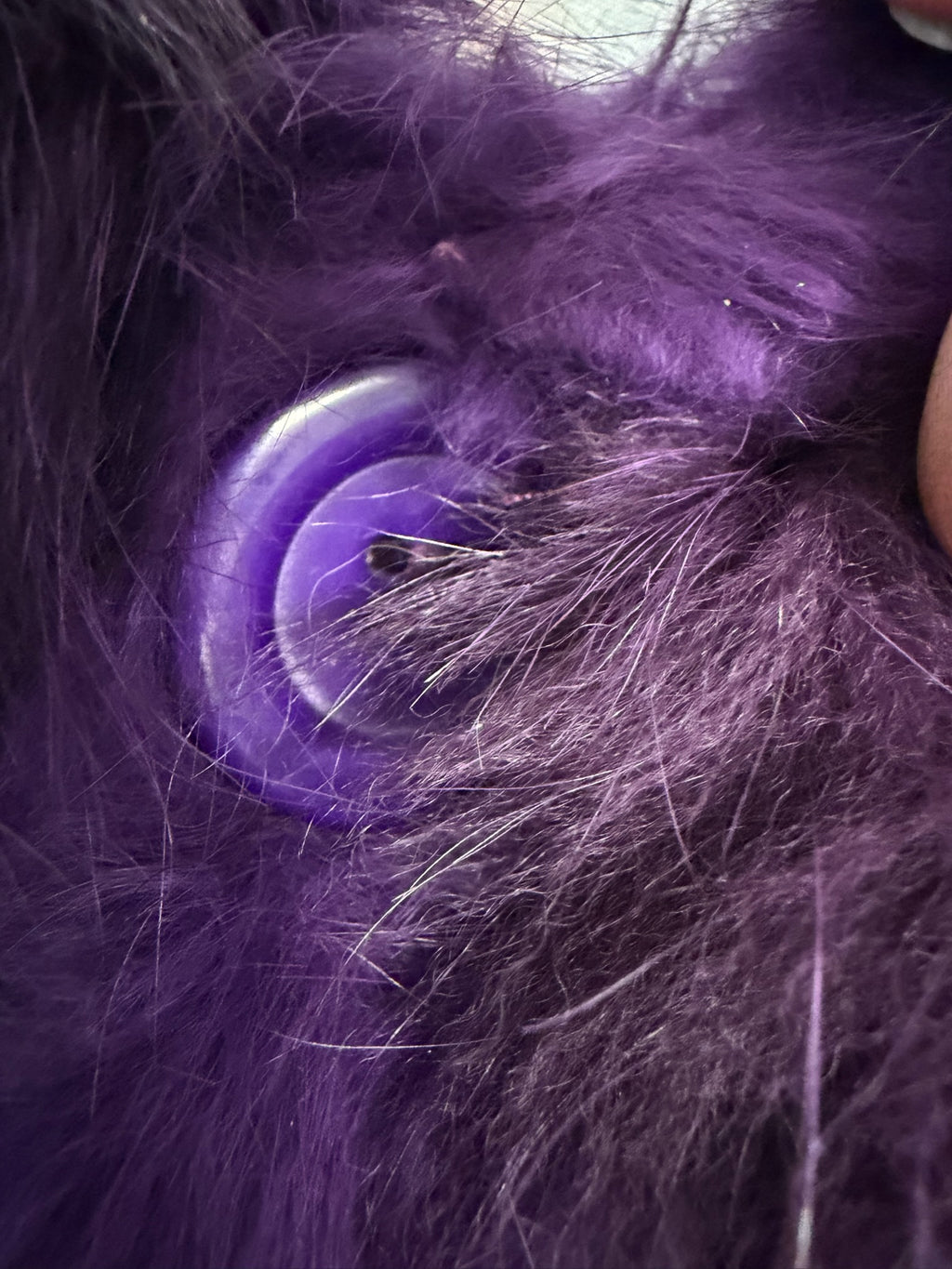 Rich deep purple rabbit fur cropped jacket fitted with fluffy wide turn-down collar