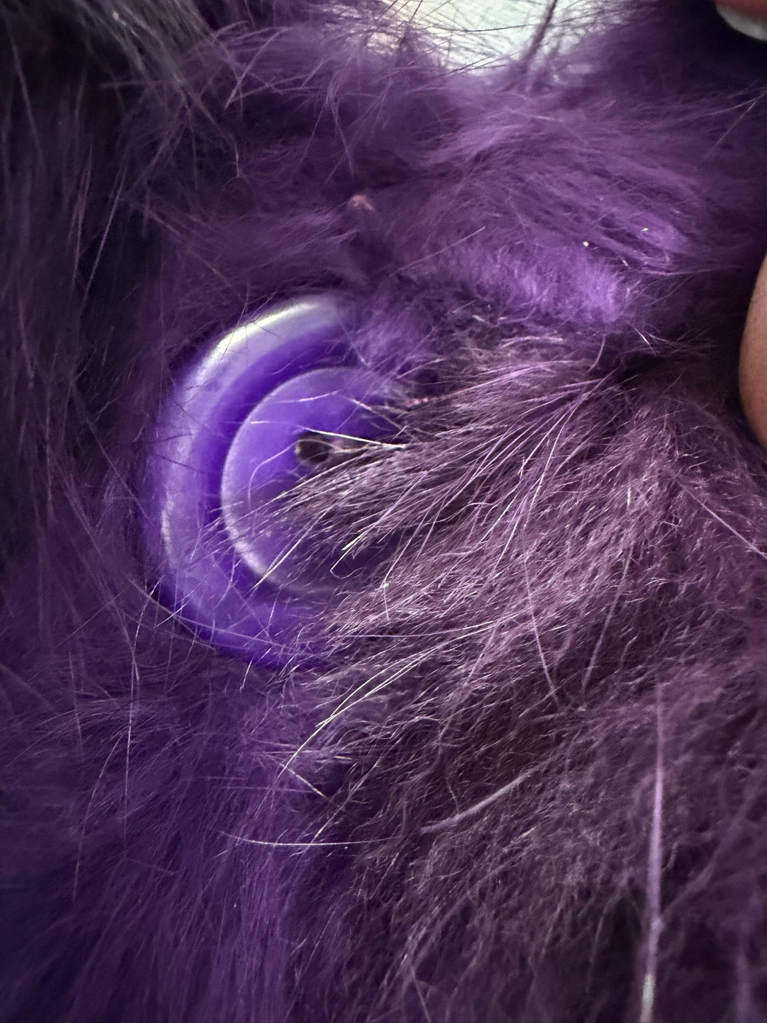 Rich deep purple rabbit fur cropped jacket fitted with fluffy wide turn-down collar